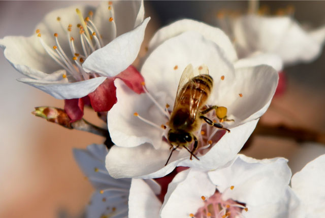 河北张家口：数九寒天杏花绽放 蜜蜂穿梭花间