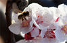 2022年1月13日，一只蜜蜂在河北省张家口市宣化区洋河南镇金坤农业观光园杏花丛中采蜜。