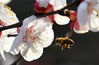 2022年1月13日，一只蜜蜂在河北省张家口市宣化区洋河南镇金坤农业观光园杏花丛中采蜜。
