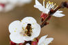 2022年1月13日，一只蜜蜂在河北省张家口市宣化区洋河南镇金坤农业观光园杏花丛中采蜜。