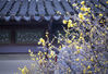 2022年1月13日，南京，瞻园蜡梅开放，清香诱人。

