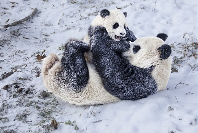 四川汶川：大熊猫雪中嬉戏打闹 又糯又奶