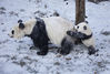 2022年1月13日，中国大熊猫保护研究中心四川汶川县耿达镇神树坪研究基地，大熊猫在雪地里嬉戏玩耍。