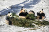 2022年1月13日，中国大熊猫保护研究中心四川汶川县耿达镇神树坪研究基地，大熊猫在雪地里享受美餐。