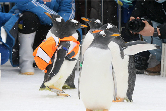 哈尔滨：“淘学企鹅”室外巡游 和市民互动