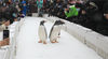 2022年1月15日，黑龙江省哈尔滨市，极地公园的“淘学企鹅”带领它的企鹅小分队，正式开启今冬的首次外出巡游，在飘舞的雪花中，和市民互动。