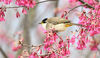 2022年1月20日，贵州黔西南，鸟儿在安龙县国家现代农业产业园里的樱花树上觅食。