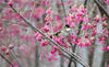 2022年1月20日，贵州黔西南，鸟儿在安龙县国家现代农业产业园里的樱花树上觅食。