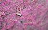 “大寒”时节，贵州省黔西南布依族苗族自治州安龙县国家现代农业产业园里的樱花绽放，鸟儿在樱花树上觅食、嬉戏，焕发无限生机，为冬日增添了一抹亮丽的色彩。