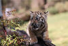 2022年1月20日，昆明，在狮虎山庄的一只小老虎在晒太阳。