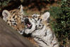 2022年1月20日，昆明，在狮虎山庄的两只小老虎在玩耍。