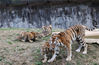 2022年1月20日，昆明，在保育中心的三只小白虎与虎妈在玩耍。