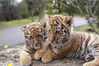 2022年1月20日，昆明，在狮虎山庄的两只小老虎在晒太阳。