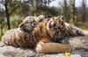 2022年1月20日，昆明，在狮虎山庄的两只小老虎在晒太阳。