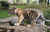 2022年1月20日，昆明，在狮虎山庄的一只小老虎在晒太阳。