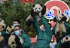 2022年1月24日上午，四川阿坝，中国大熊猫保护研究中心卧龙神树坪基地，20只半岁左右的熊猫宝宝元气满满集体亮相，向全国人民送上最萌的新春祝福。