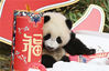 2022年1月24日上午，四川阿坝，中国大熊猫保护研究中心卧龙神树坪基地，20只半岁左右的熊猫宝宝元气满满集体亮相，向全国人民送上最萌的新春祝福。