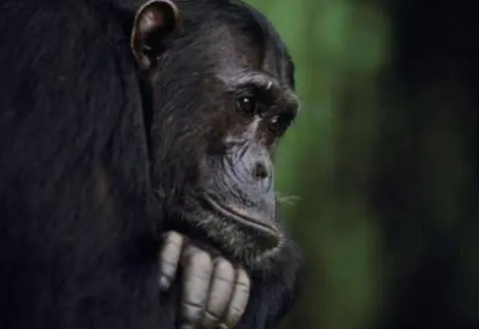 野生|国际最新研究：野生黑猩猩使用工具或是通过社会学习