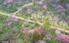 When the second solar term of the year “Yushui” or rainwater arrives, plum blossoms in Nanjing Meihua Mountain are in full bloom, attracting citizens and visitors to embrace the early spring and enjoy their leisure time.