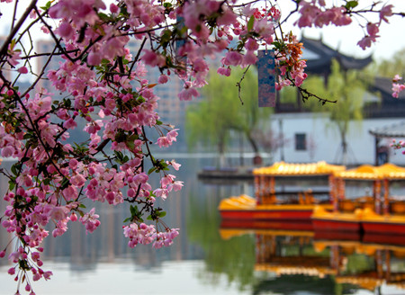 Begonias in Nanjing Mochou Lake Park beckon visitors