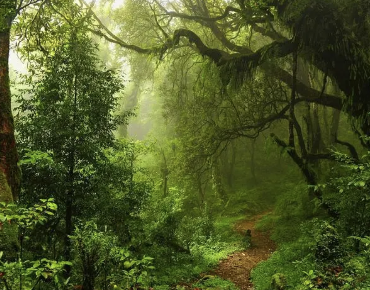 森林|热带森林为全球降温1℃