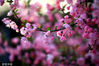 2022年4月2日，“清明”节气将到，江苏淮安天气晴朗，市内公园的海棠花竞相绽放，花朵外红内粉，花香四溢沁人心脾，引来蜜蜂花间采蜜，给春天增添了一抹生机。