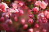 2022年4月2日，“清明”节气将到，江苏淮安天气晴朗，市内公园的海棠花竞相绽放，花朵外红内粉，花香四溢沁人心脾，引来蜜蜂花间采蜜，给春天增添了一抹生机。