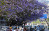 2022年5月8日，四川凉山，西昌市航天北路，沿街的蓝花楹满树繁花，汇成蓝色的花海。