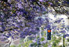 蓝花楹的花期通常在4—6月，由于今年气温回升慢，西昌市的蓝花楹5月初才进入盛花期。上世纪70年代，蓝花楹就在西昌市种植，西昌市也是我省种植蓝花楹数量最多的城市之一。在市区航天北路、健康路、建昌路、文汇路、观海路等路段，一树树蓝花楹绽放着惊艳的蓝紫色花朵，给城市增添了更多浪漫的味道。