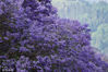 2022年5月8日，四川凉山，西昌市航天北路，沿街的蓝花楹满树繁花，汇成蓝色的花海。来源：四川日报记者 何海洋/视觉中国
