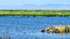 2022年5月8日，新疆巴音郭楞蒙古自治州博湖县境内，一群鸬鹚在博斯腾湖芦苇湿地游弋觅食。