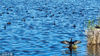 2022年5月8日，新疆巴音郭楞蒙古自治州博湖县境内，一群鸬鹚在博斯腾湖芦苇湿地游弋觅食。