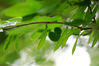 2022年5月8日，江苏省淮安市，古淮河畔雨后植物清新靓丽，红黄绿五彩缤纷。初夏时节，气温升高，古淮河畔各种花卉植物茁壮生长。