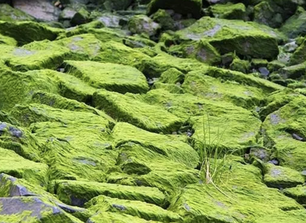 系统|藻类系统“变身”可再生生物光伏电池