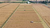 2022年5月23日，在安徽巢湖市银屏镇三胜水稻种植专业合作社，农民驾驶收割机收割油菜。