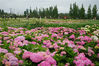 2022年5月23日云南昆明斗南湿地公园内，5万余平米的绣球花竞相绽放。