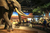 2022年5月24日，湖北省襄阳市，一头威风凛凛的非洲大象出现在科技馆。 这头非洲象标本长5.47米，宽2.41米，高3.12米，重达1170公斤，是展出的最大型野生动物标本，也是展厅最吸引游人眼球的景观。