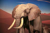 2022年5月24日，湖北省襄阳市，一头威风凛凛的非洲大象出现在科技馆。 这头非洲象标本长5.47米，宽2.41米，高3.12米，重达1170公斤，是展出的最大型野生动物标本，也是展厅最吸引游人眼球的景观。