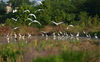 2022年5月23日，一群白鹭在安徽省六安市金安区木厂镇潘新村水田里飞舞觅食。 当日，一群白鹭在安徽省六安市金安区木厂镇潘新村水田里飞舞觅食，身姿优美动人。。