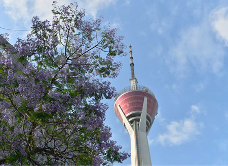 339米高塔被花海包围 成都蓝花楹进入盛花期
