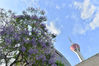 2022年5月26日，四川成都成华区339天府熊猫塔下面，一棵棵蓝花楹进入盛花期，紫蓝色的花海与成都地标339米的高塔同框，别有一番浪漫的色彩。