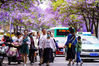 2022年5月8日，市民穿行在昆明市教场中路“蓝花楹”大道。
