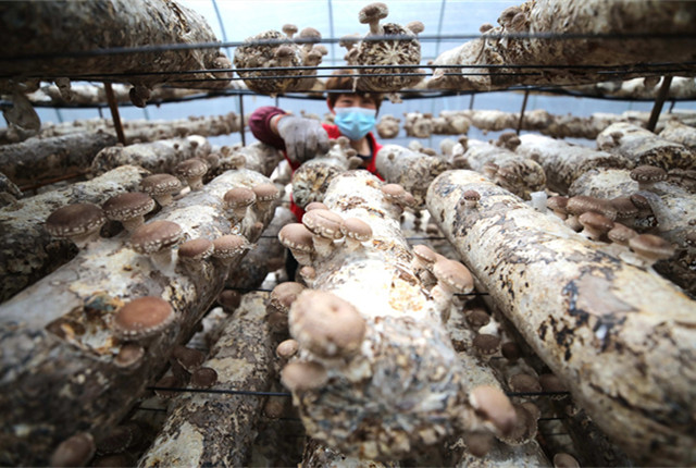 河北宽城：香菇迎来采收季 带动8600多农户增收