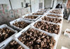 2022年5月8日，菌农在河北省承德市宽城满族自治县板城镇的香菇食用菌园区内搬运香菇。