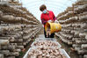 2022年5月8日，菌农在河北省承德市宽城满族自治县板城镇的香菇食用菌园区内采收香菇。