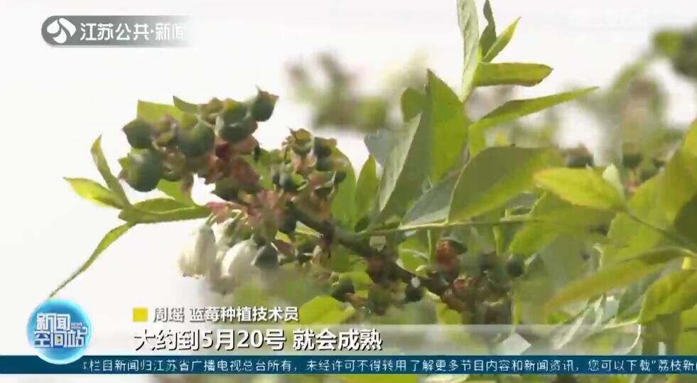 Jiangsu Farmers Busy With Fruit Trees