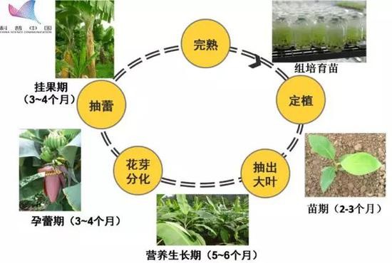 荔枝的生长过程图片