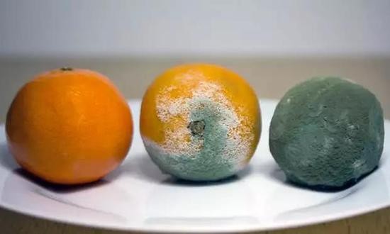 一只橘子腐烂的过程.图片来源:getty