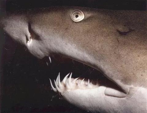 图7 鲨鱼的牙齿