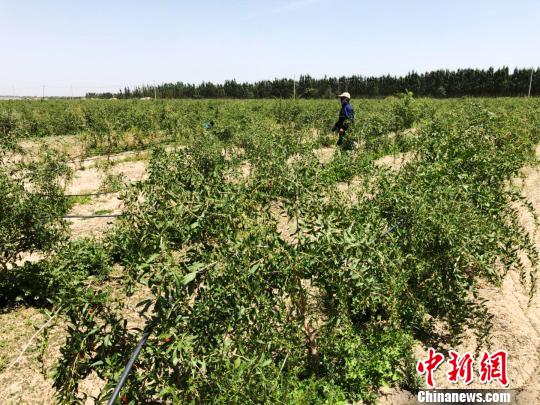 全国航拍飞手飞越“大漠红” 感受万亩枸杞种植基地_荔枝网新闻